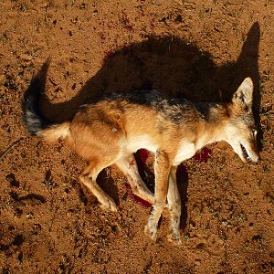 Black-backed Jackal Namibia