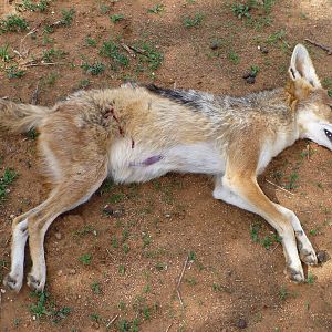 Black-backed Jackal Namibia