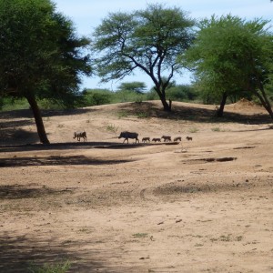 Warthog Namibia