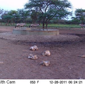 Gemsbok Trail Camera Namibia