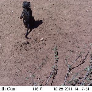 Chacma Baboon Trail Camera Namibia