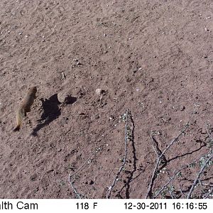 Red Mongoose Trail Camera Namibia