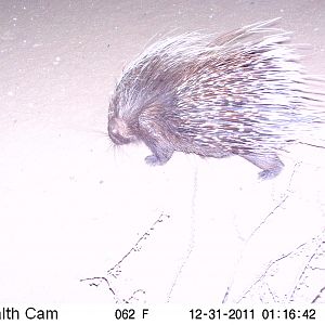 Porcupine Trail Camera Namibia