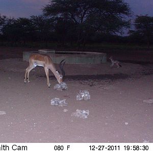 Trail Camera Namibia