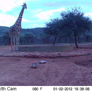 Trail Camera Namibia