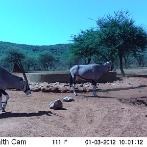 Trail Camera Namibia