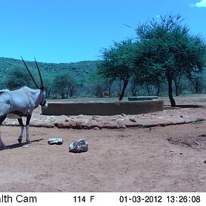 Trail Camera Namibia