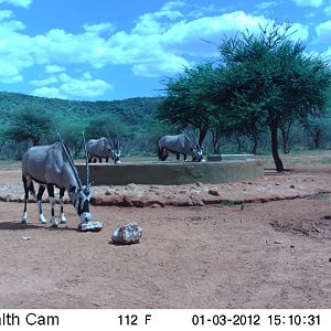 Trail Camera Namibia