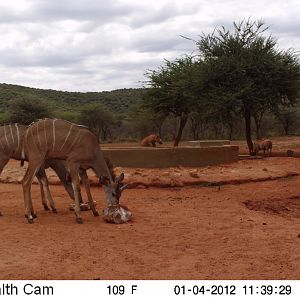 Trail Camera Namibia