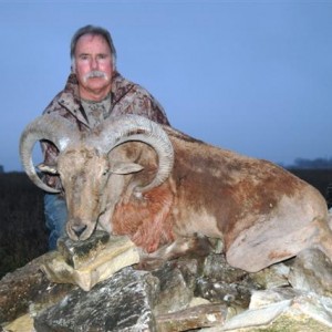 Aoudad