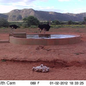 Trail Camera Namibia