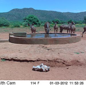 Trail Camera Namibia