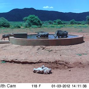 Trail Camera Namibia