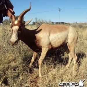 Yellow Blesbuck ram - South Africa - 3GwildLifeAuction