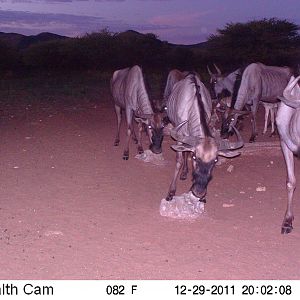 Trail Camera Namibia