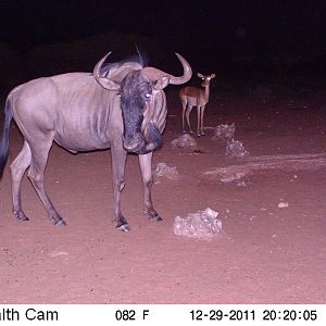 Trail Camera Namibia