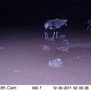 Trail Camera Namibia