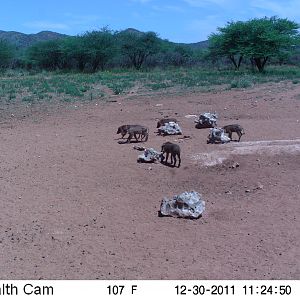 Trail Camera Namibia