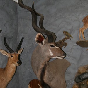 Kudu Wall Pedestal