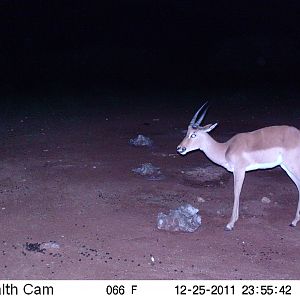 Trail Camera Namibia