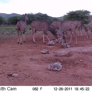 Trail Camera Namibia