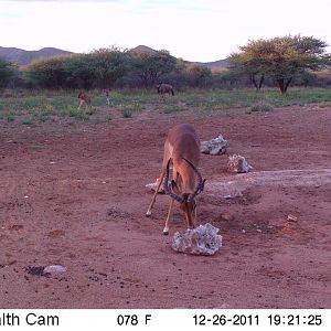 Trail Camera Namibia