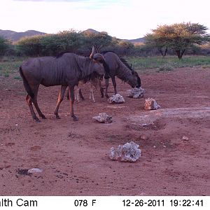 Trail Camera Namibia