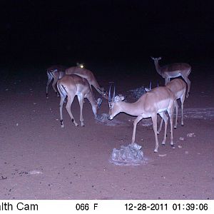 Trail Camera Namibia