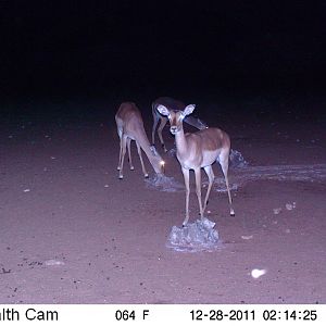 Trail Camera Namibia