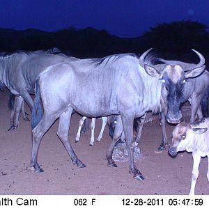 Trail Camera Namibia