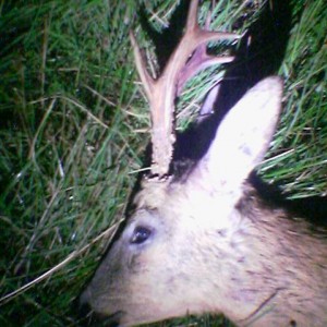 Roebuck