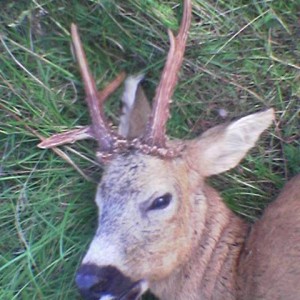 Roebuck