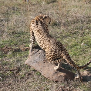 Leopard Full Mount