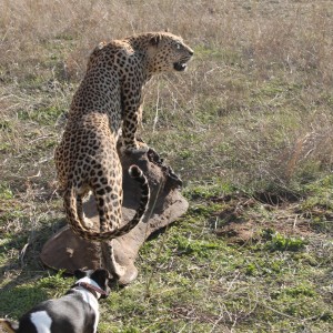 Leopard Full Mount