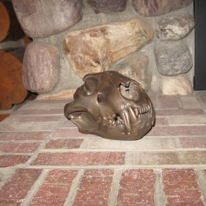lioness skull,bronsed from jonas bros.