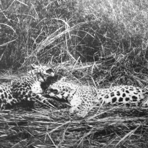 Leopard India