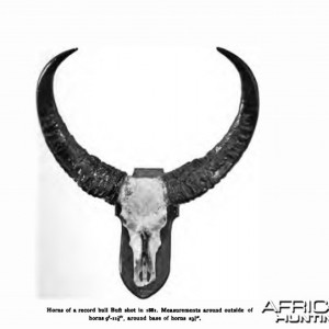 asian buffalo trophy