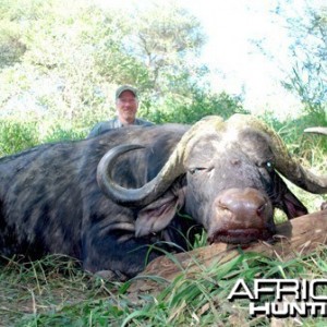 Motsomi Safaris - Cape Buffalo