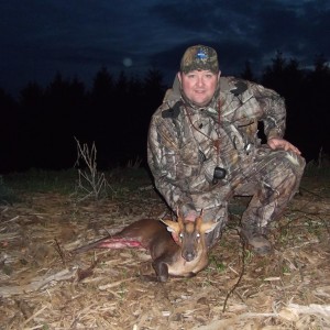 Hunting Muntjac at Leicestershire Castle in England