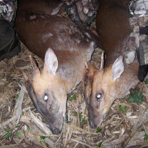 Hunting Muntjac at Leicestershire Castle in England