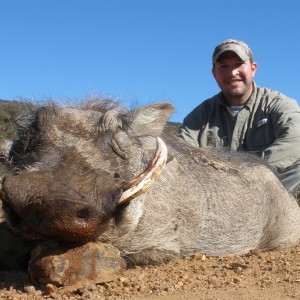 Warthog hunted with Andrew Harvey Safaris