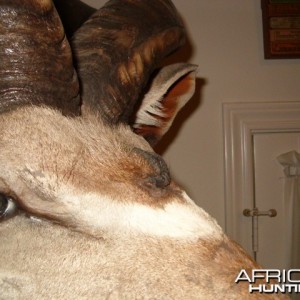 Three horned Greater Kudu hunted in Namibia