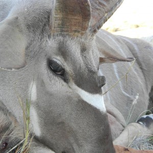 Three horned Greater Kudu hunted in South Africa