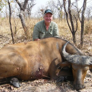 West African Savannah Buffalo hunted in Cameroon with Club Faune