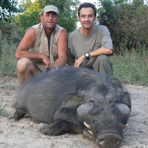 Giant Forest Hog hunted in Central Africa with Club Faune