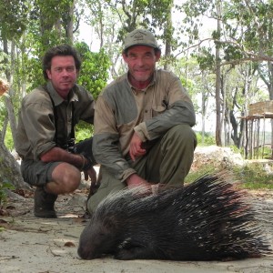 African Porcupine hunted in Central Africa with Club Faune