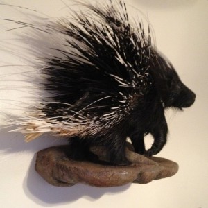 African Porcupine Mount