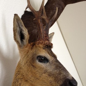 Roebuck from Scotland