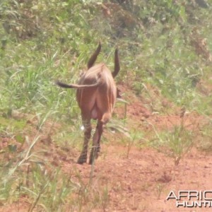 Bongo in Congo