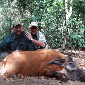 Red River Hog hunted in CAR